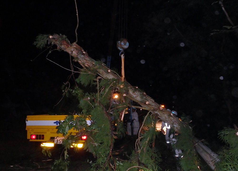 倒木処理のイメージ画像 倒木処理のイメージ画像